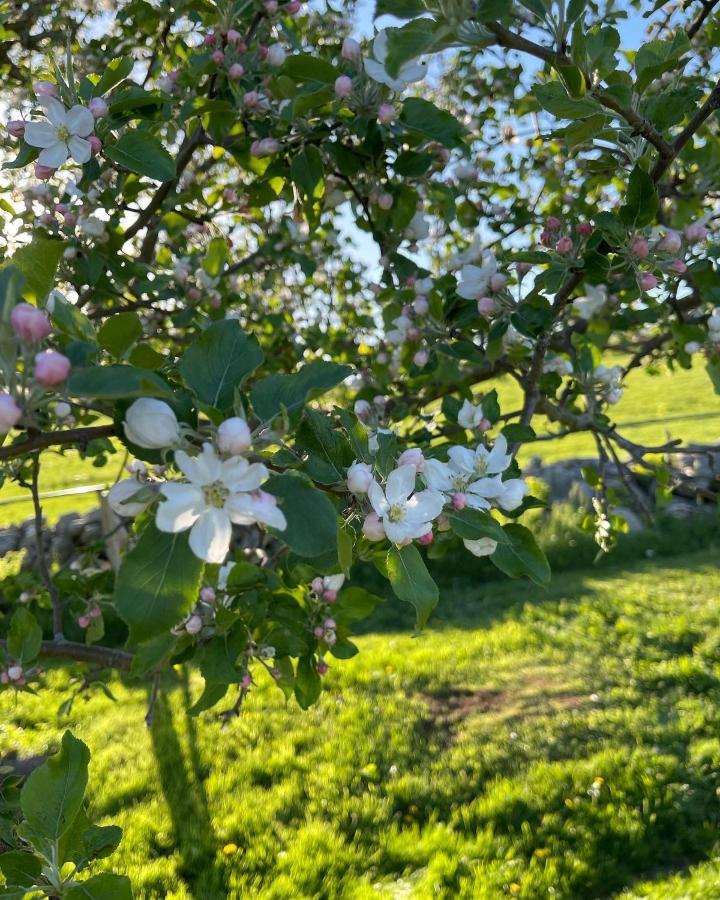 Blueberry Fields Bed & Breakfast Jefferson 外观 照片